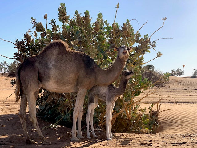 Excursión de 3 días desde Marrakech a Merzouga
