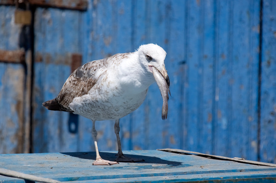 Excursión de un día a Essaouira desde Marrakech