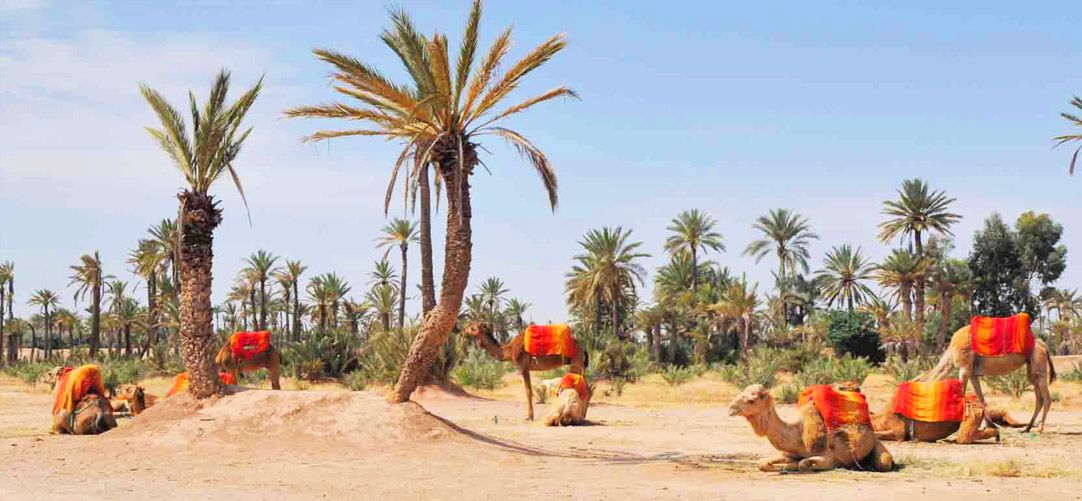 montar camello palmeral Marrakech